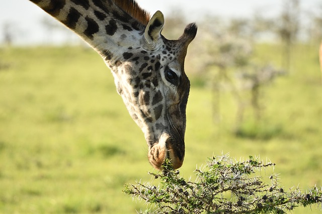 5 Day Big 5 Odyssey Private Safari
